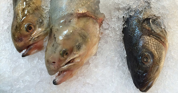 Ryby a omega-3 mastné kyseliny
